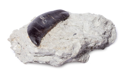 Allosaurus sp. tooth