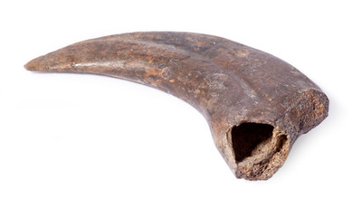 Alxasaurus sp. claw