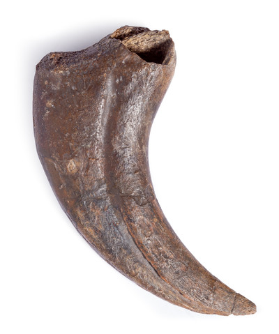 Alxasaurus sp. claw
