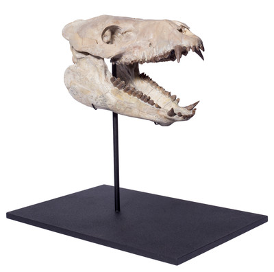 Agriochoerus skull