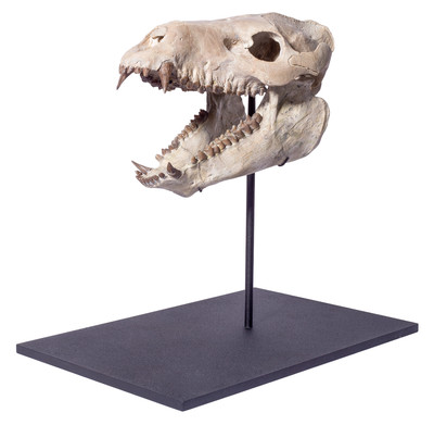 Agriochoerus skull