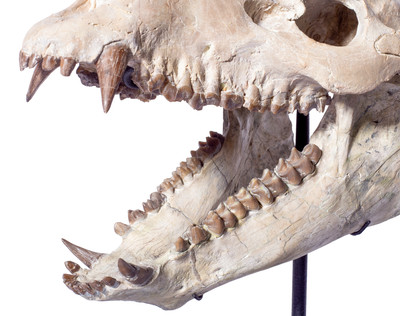 Agriochoerus skull
