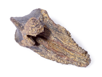 Triceratops tooth