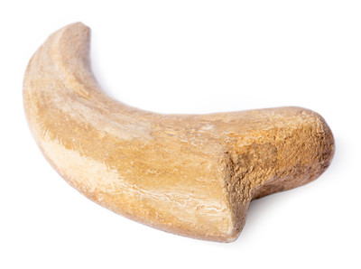  Alxasaurus sp. claw