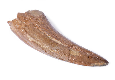 Albertosaurus sp. tooth