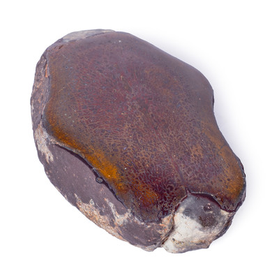 Dinosaur vertebra