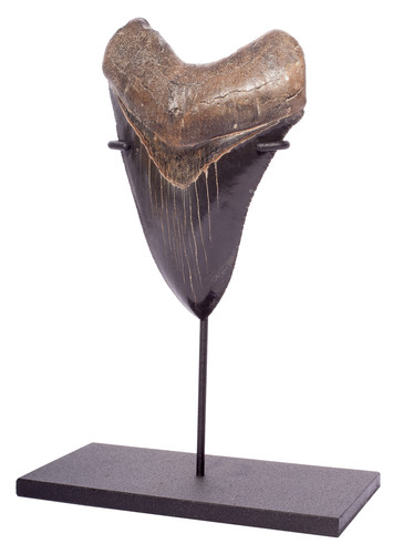 Collector quality megalodon tooth 12,8 cm (5.04 