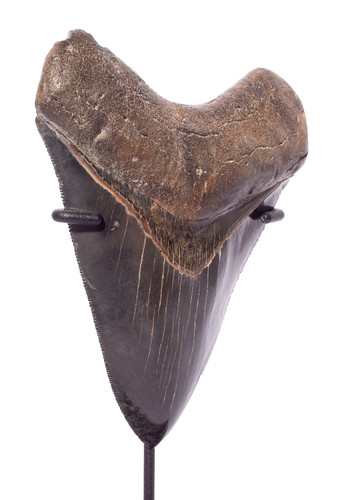 Collector quality megalodon tooth 12,8 cm (5.04 