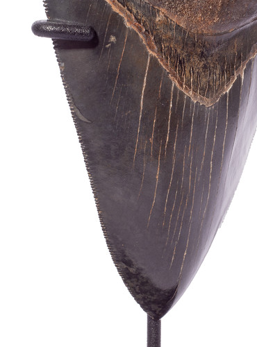 Collector quality megalodon tooth 12,8 cm (5.04 