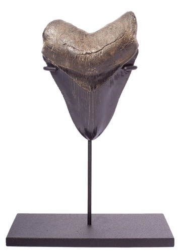 Collector quality megalodon tooth 11,5 cm (4.53 