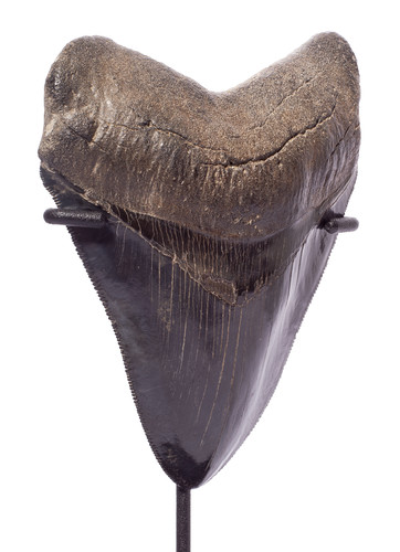 Collector quality megalodon tooth 11,5 cm (4.53 