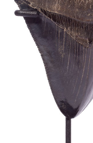 Collector quality megalodon tooth 11,5 cm (4.53 