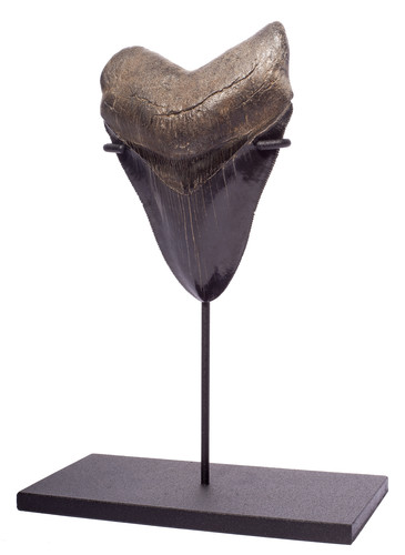 Collector quality megalodon tooth 11,5 cm (4.53 