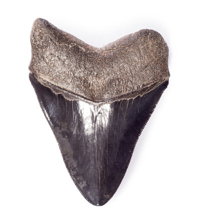 Collector quality megalodon tooth 11,5 cm (4.53 
