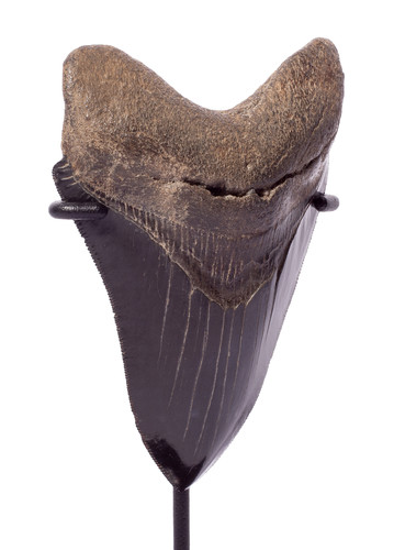 Collector quality megalodon tooth 10,5 cm (4.13 