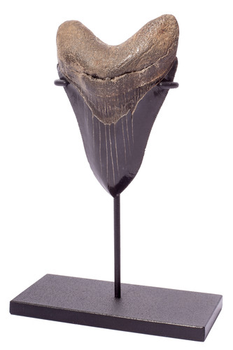 Collector quality megalodon tooth 10,5 cm (4.13 