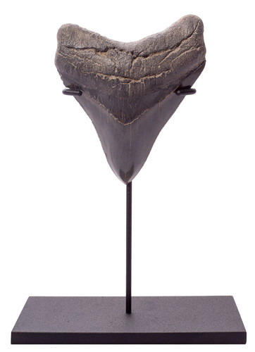 Collector quality megalodon tooth 11 cm (4.33