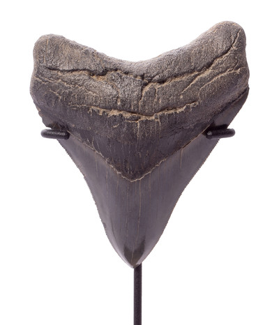 Collector quality megalodon tooth 11 cm (4.33