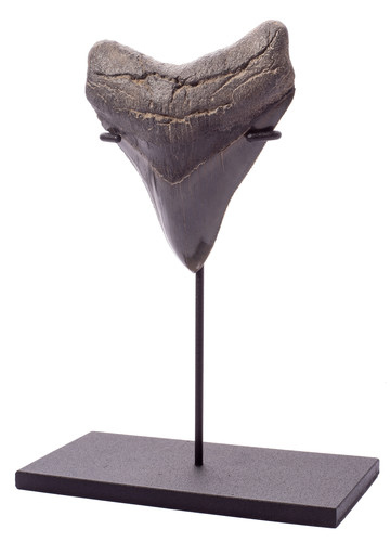 Collector quality megalodon tooth 11 cm (4.33