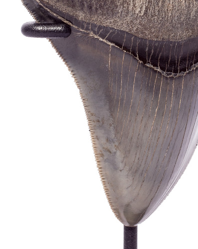Collector quality megalodon tooth 10,4 cm (4.09