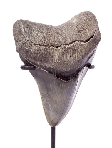 Collector quality megalodon tooth 10,4 cm (4.09