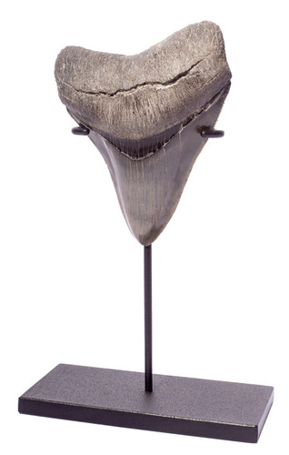 Collector quality megalodon tooth 10,4 cm (4.09