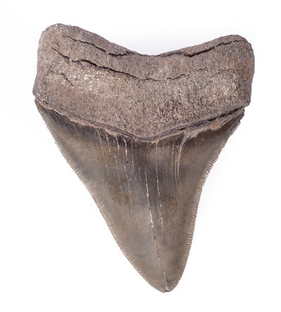Collector quality megalodon tooth 10,4 cm (4.09