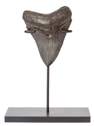 Collector quality megalodon tooth 8,3 cm (3.27