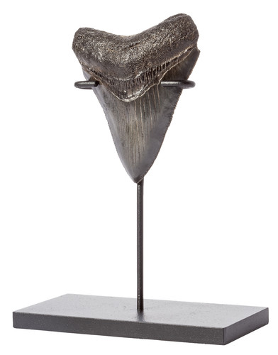 Collector quality megalodon tooth 8,3 cm (3.27