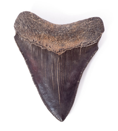 Collector quality megalodon tooth 8,3 cm (3.27