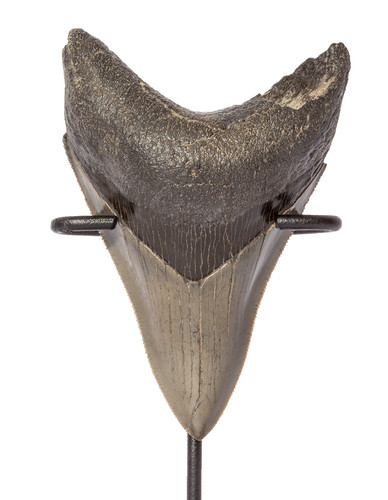  Collector quality megalodon tooth 9,1 cm (3.58
