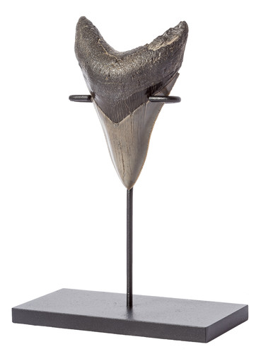  Collector quality megalodon tooth 9,1 cm (3.58