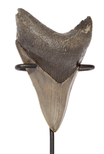  Collector quality megalodon tooth 9,1 cm (3.58