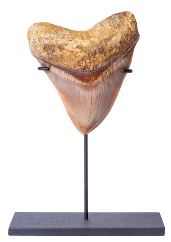 Museum quality megalodon tooth 11,7 cm (4.61