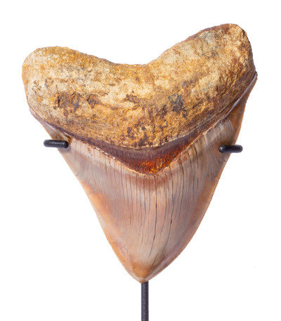 Museum quality megalodon tooth 11,7 cm (4.61