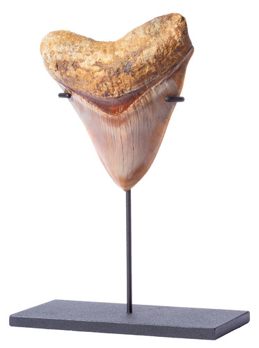 Museum quality megalodon tooth 11,7 cm (4.61