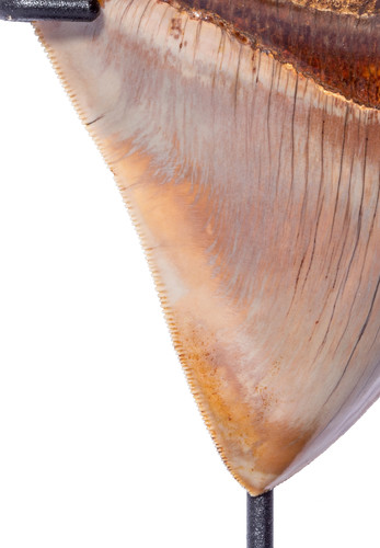 Museum quality megalodon tooth 11,7 cm (4.61