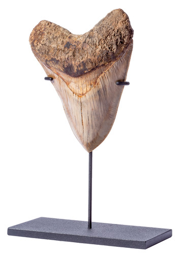 Museum quality megalodon tooth  13,7 cm (5.39