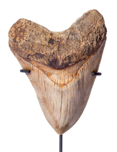Museum quality megalodon tooth  13,7 cm (5.39