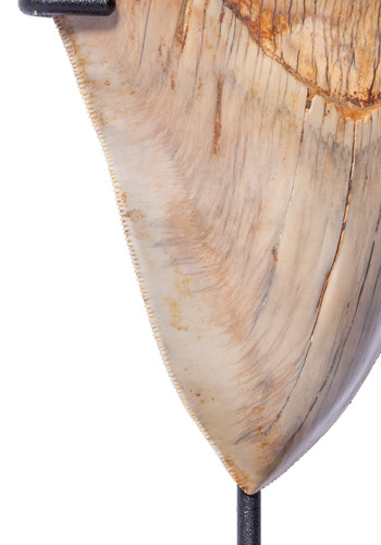 Museum quality megalodon tooth  13,7 cm (5.39