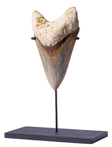 Museum quality megalodon tooth 12,6 cm (4.96