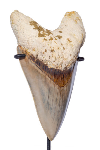 Museum quality megalodon tooth 12,6 cm (4.96