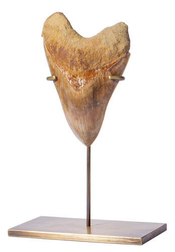 Museum quality megalodon tooth 14 cm (5.51