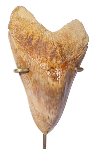 Museum quality megalodon tooth 14 cm (5.51