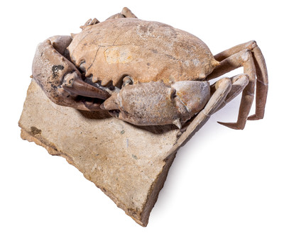 Crab Harpactocarcinus quadrilobatus