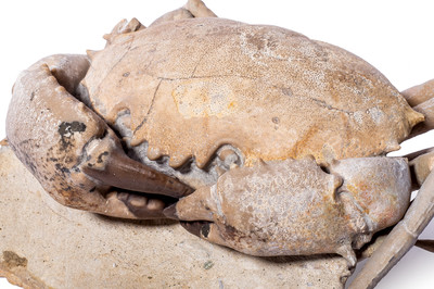 Crab Harpactocarcinus quadrilobatus