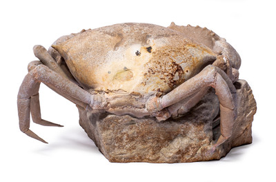 Crab Harpactocarcinus quadrilobatus