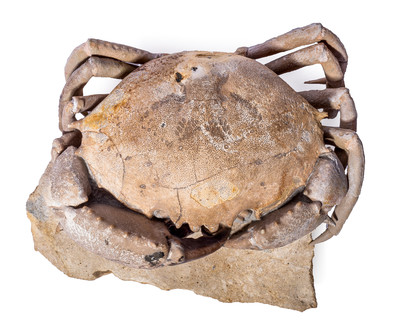Crab Harpactocarcinus quadrilobatus