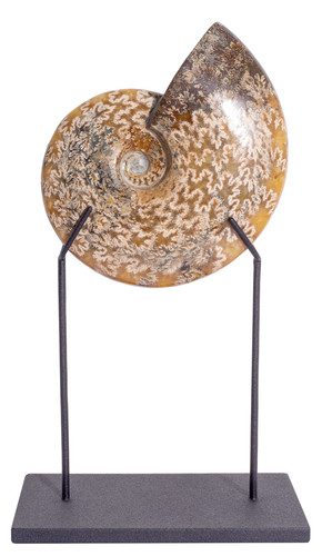 Ammonite Cleoniceras sp. 