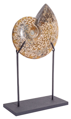 Ammonite Cleoniceras sp. 